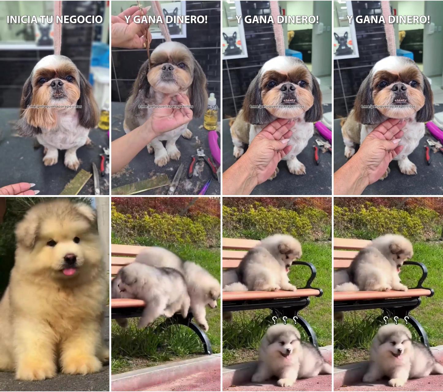 Online dog grooming course - how to cut hair; cuteness 