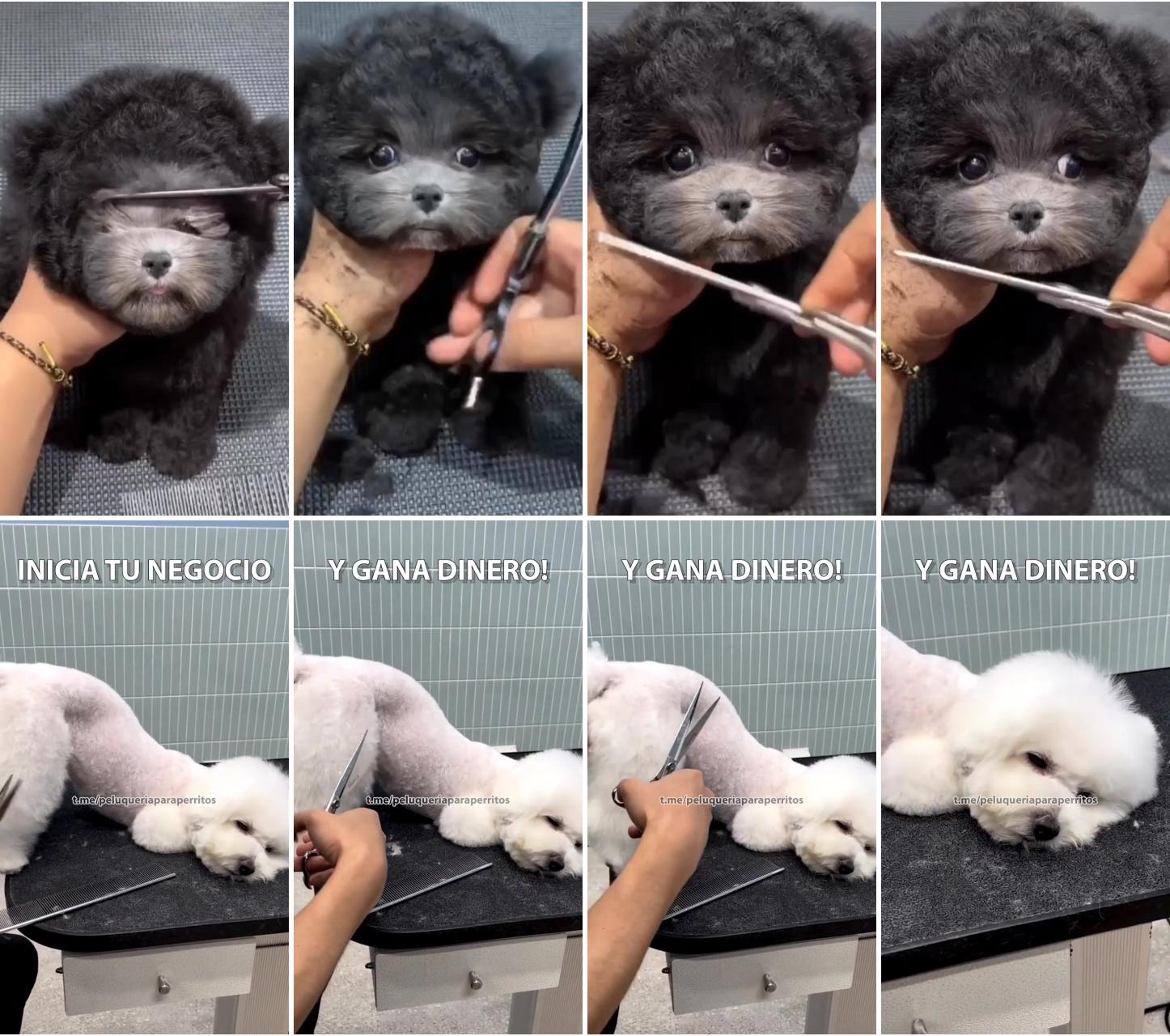 Online professional dog grooming course - sign up today; shih tzu haircuts grooming