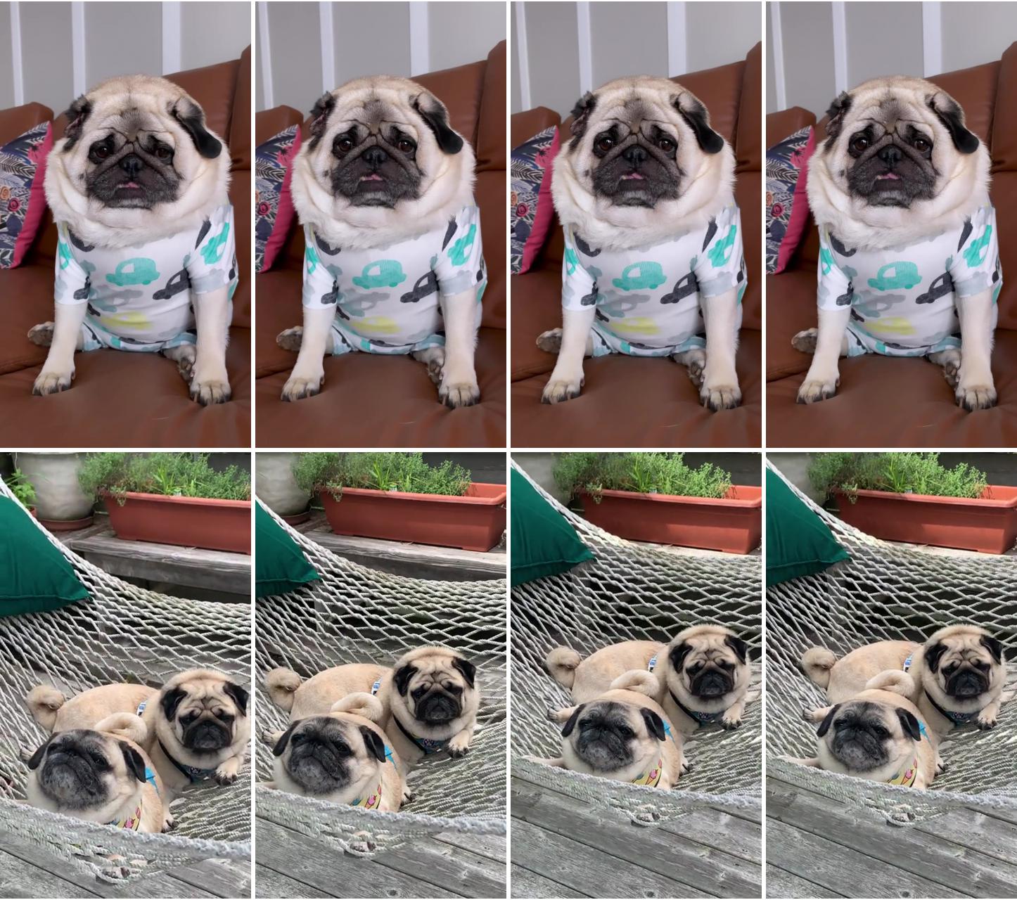 Ops i sleep too much. #pugvideos; halleypug and hugo pug resting in hammock