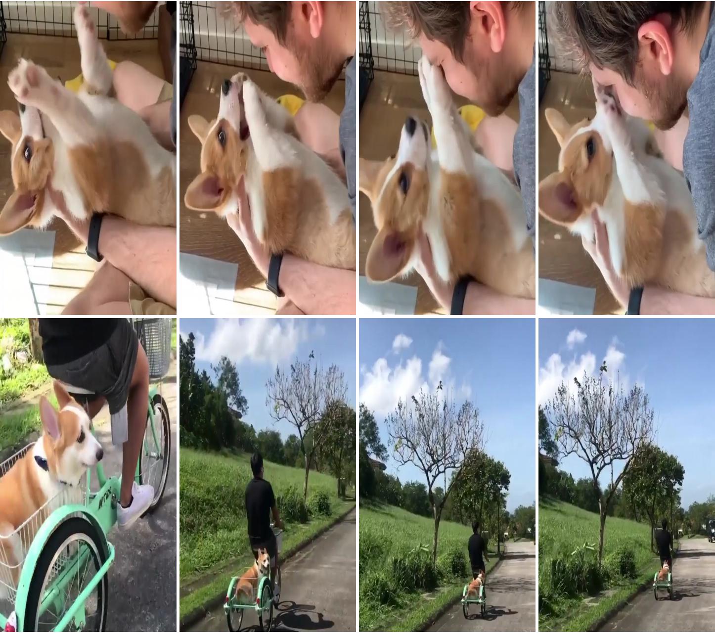 Out for his morning ride ; corgi gif