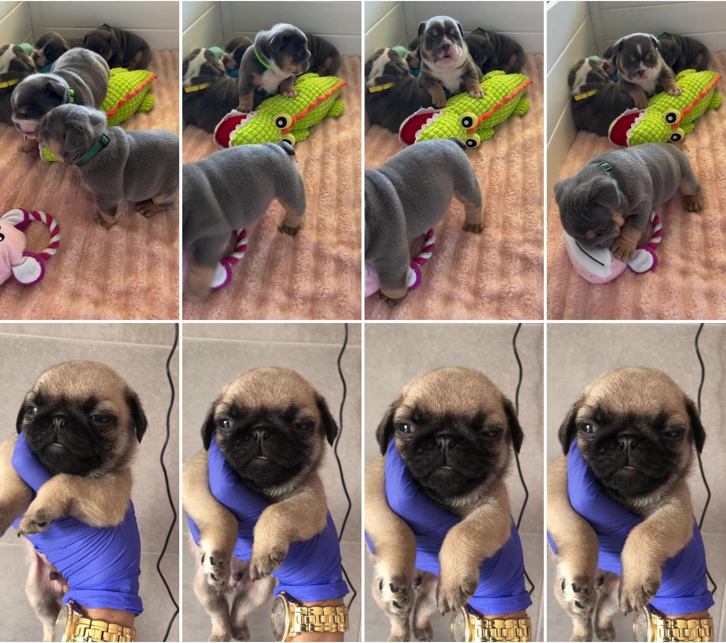 Play time; small 5 week old male pug. 