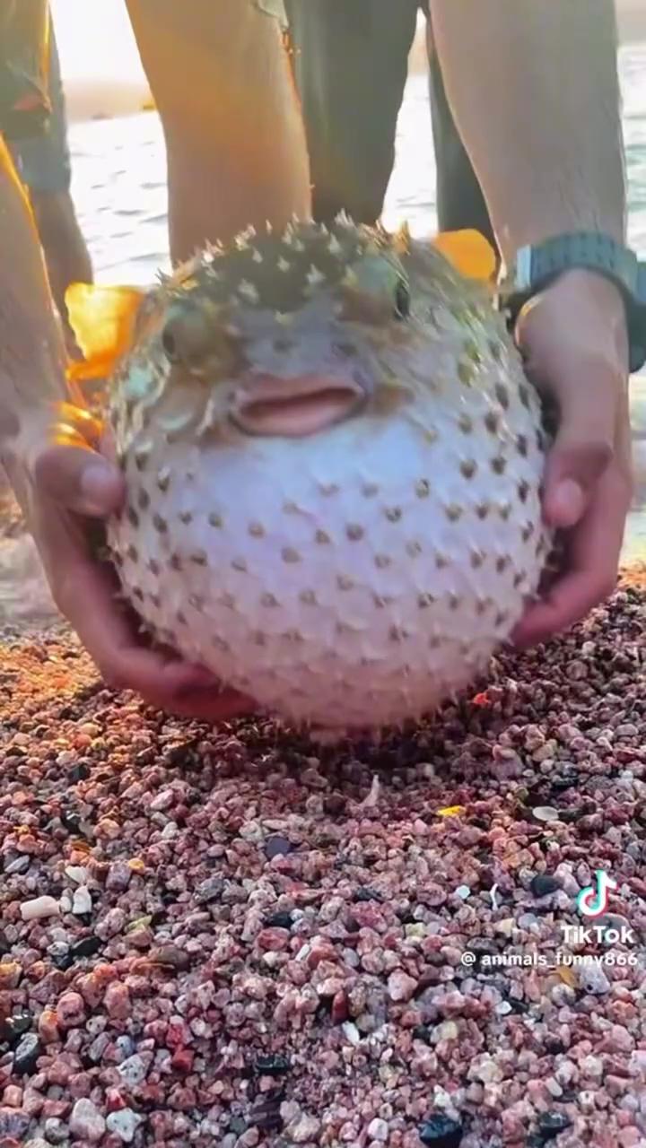 Pufferfish ; i don't snore i purr