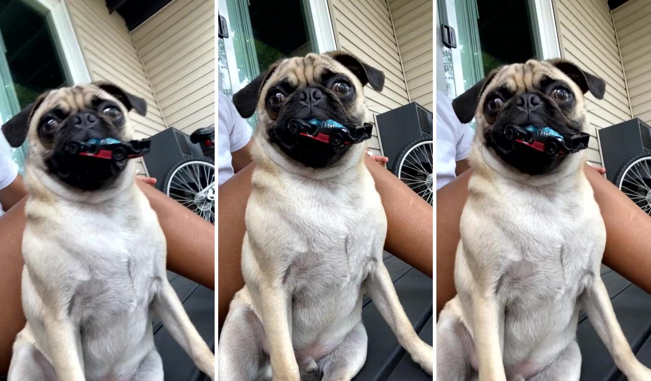 Pug and his car; adorable dogs