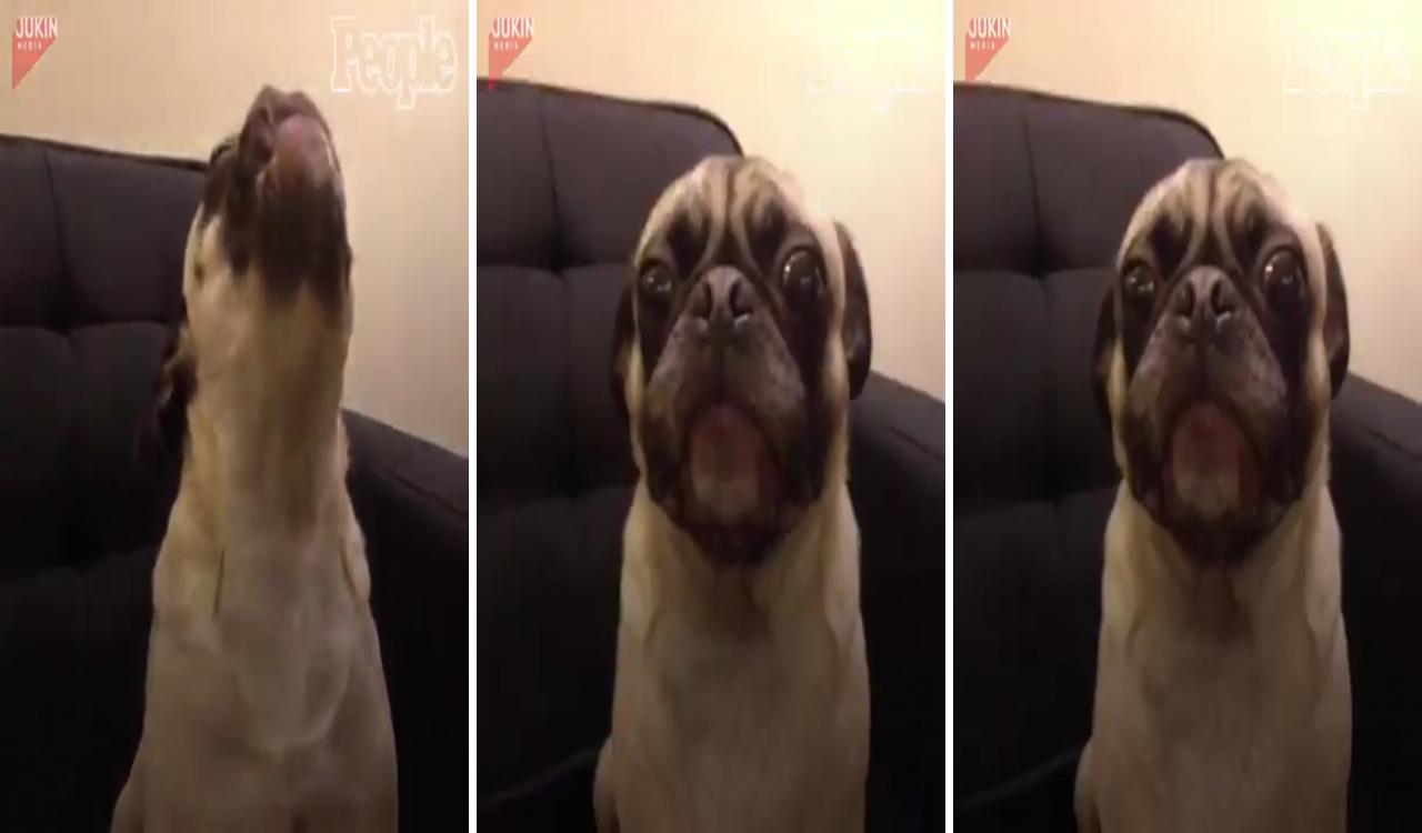 Pug dog say i love you; pug dog puppy