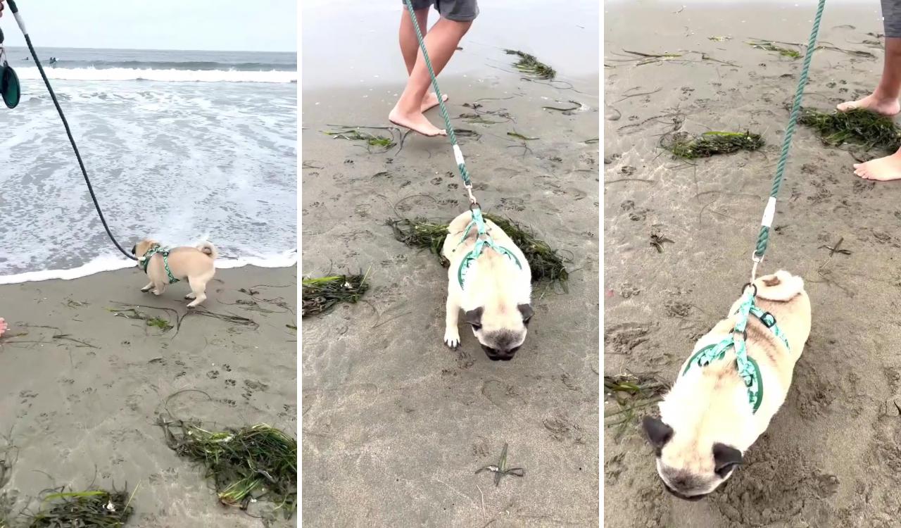 Pug in the beach; adult pug