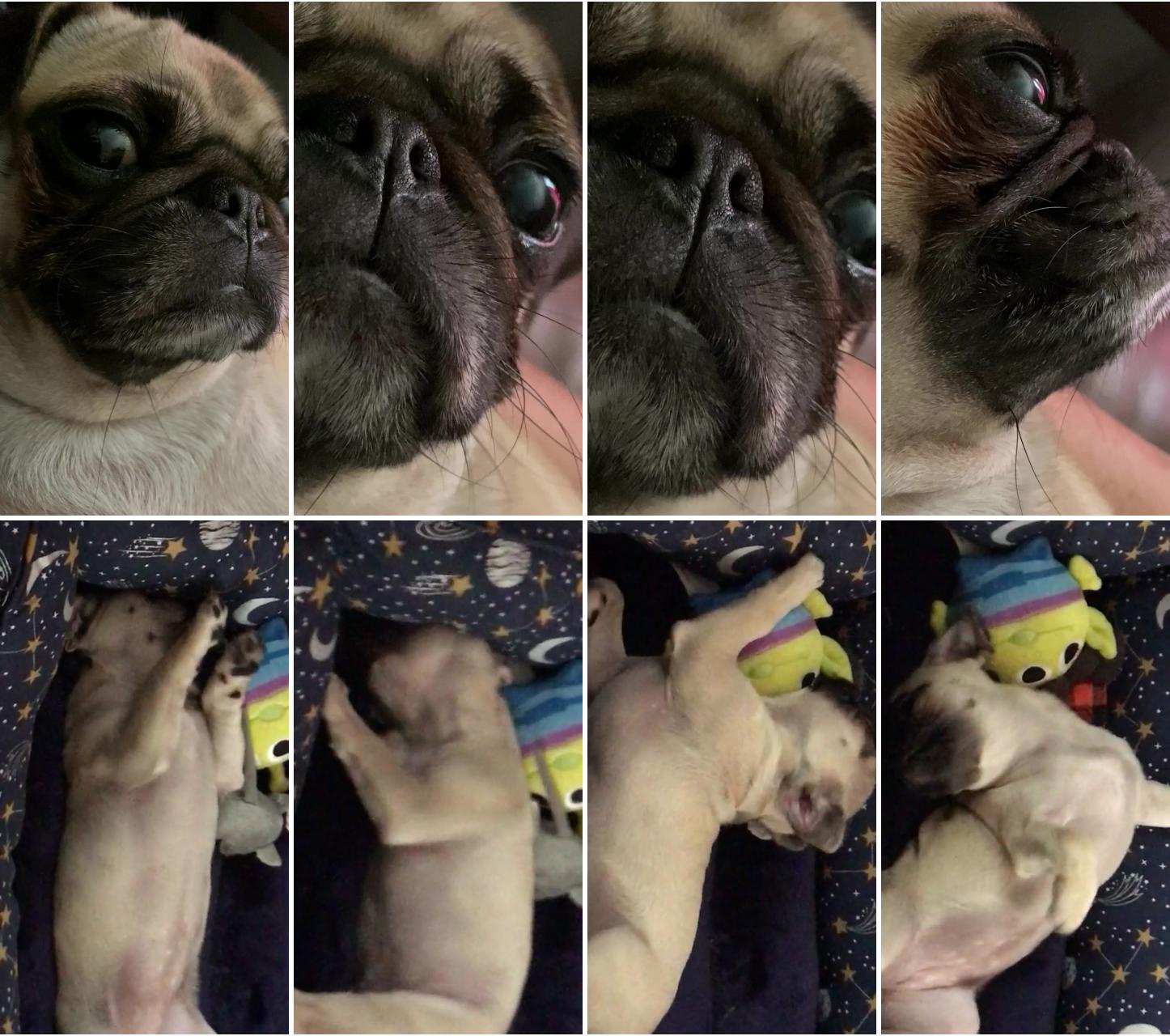 Pug pugs; pug puppy tantrum