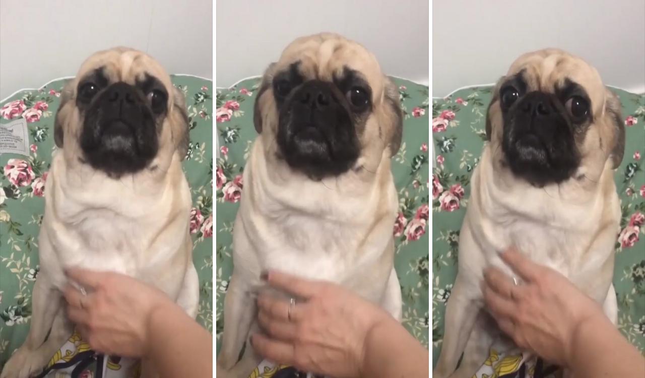 Pug underbite: everything you need to know; baby pugs