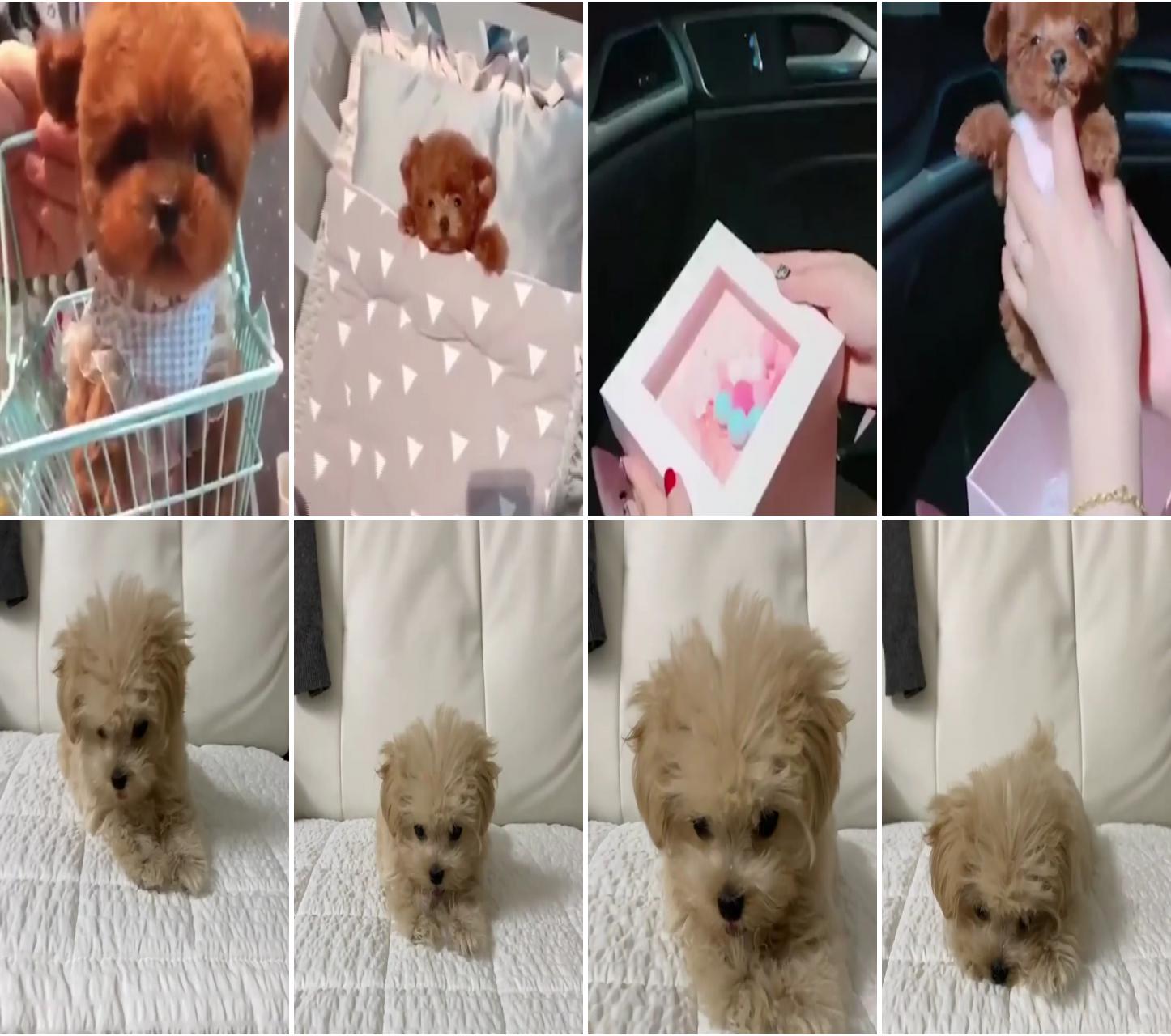 Realistic teddy dog lucky meet babyluckyvery sweet female teddy; toy poodle - click the link