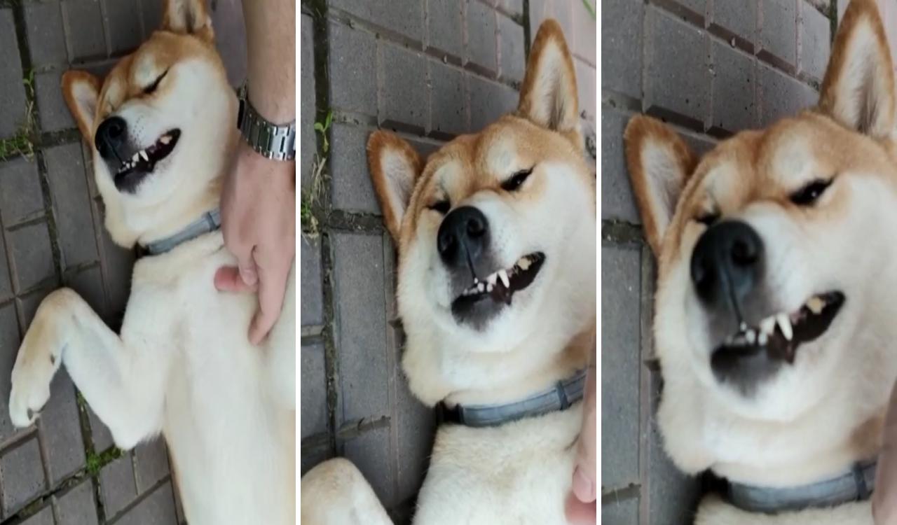 Relax and smile; akita dog