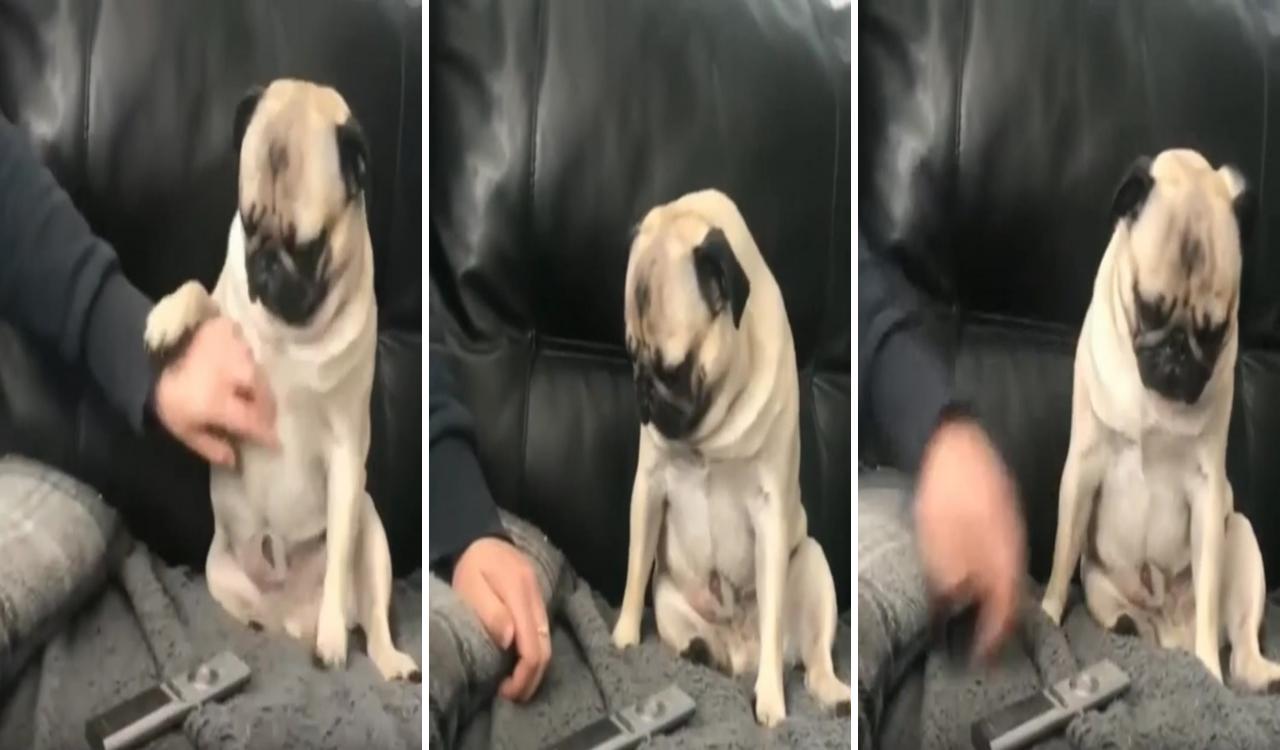 Scratch me, pleaseee , pug dog; baby pugs