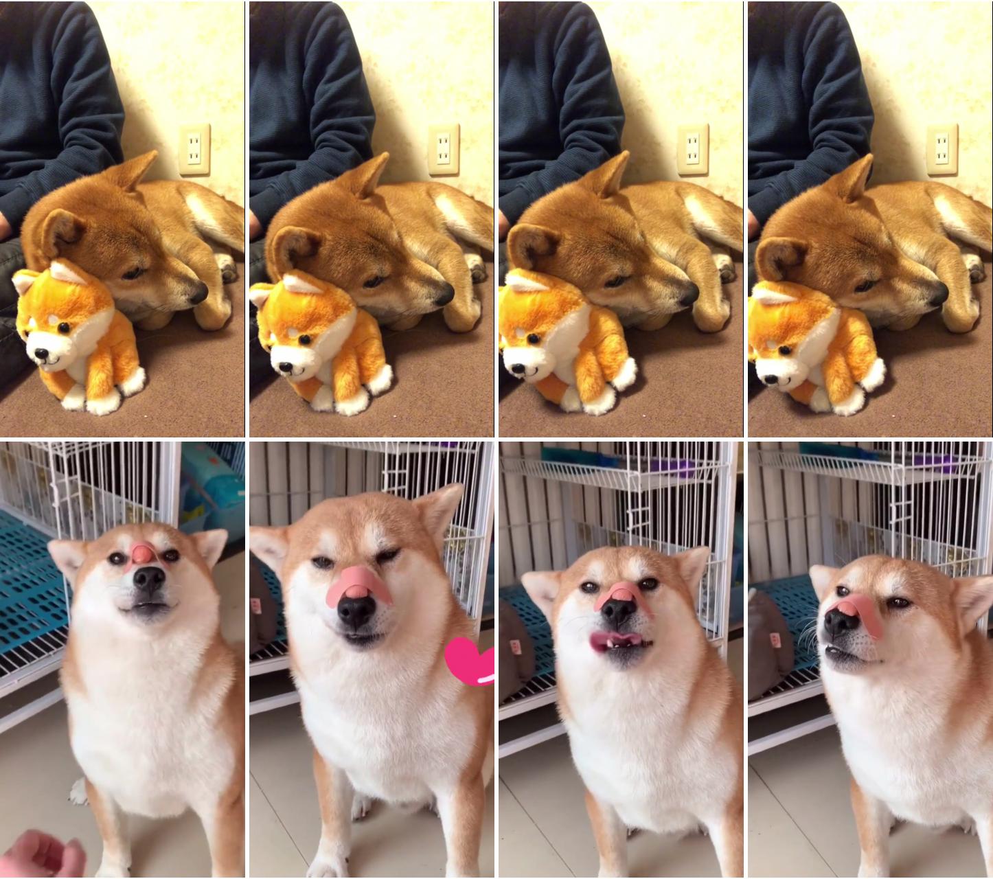 Shiba inu and stuffed animal; cute funny dogs