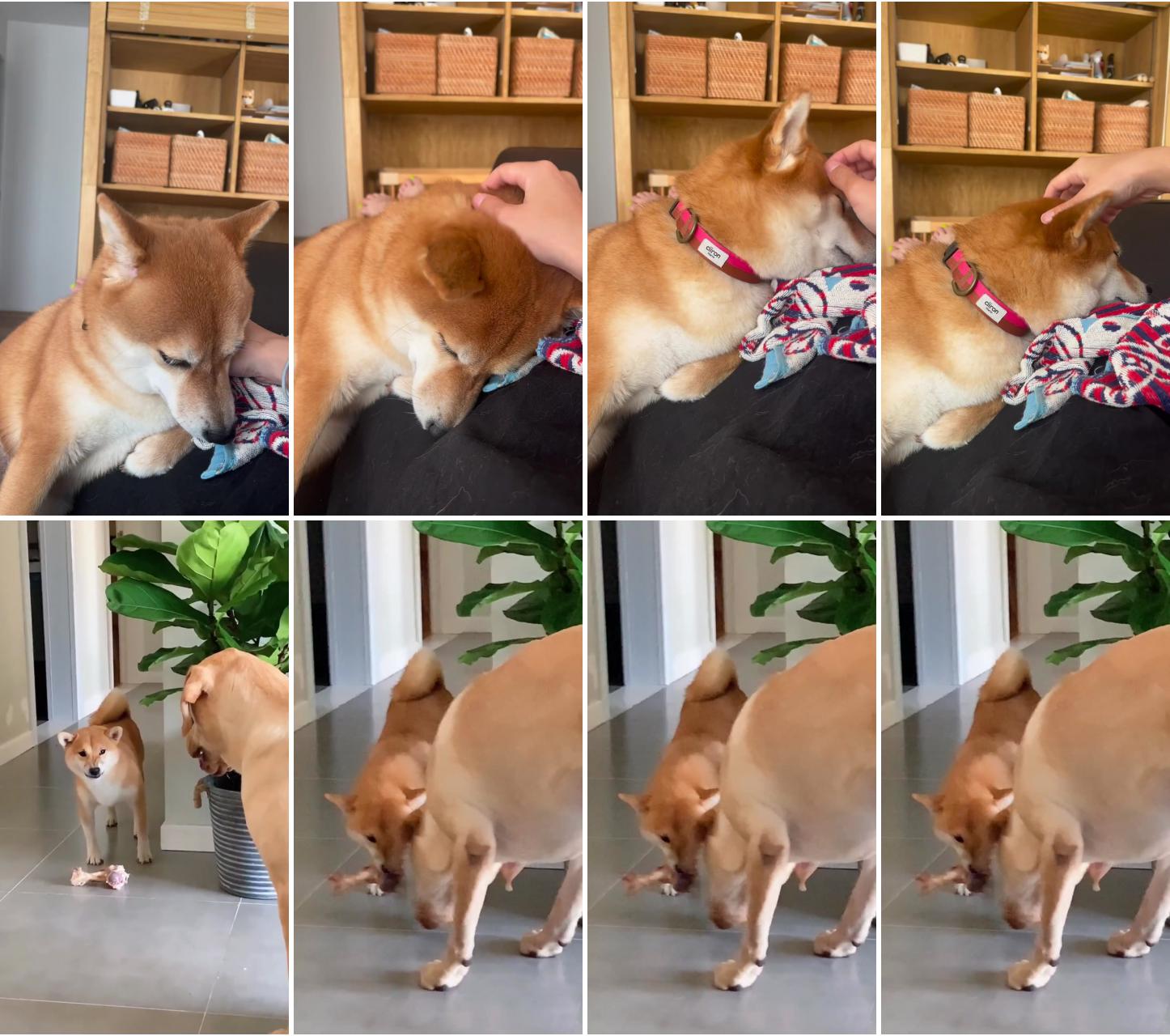 Shiba inu puppy's head rub heaven funny and cute ; ready fight okay, no fighting