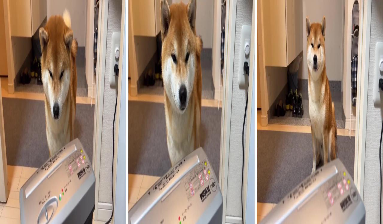 Shiba inu's reaction when he saw the shredder for the first time; husky