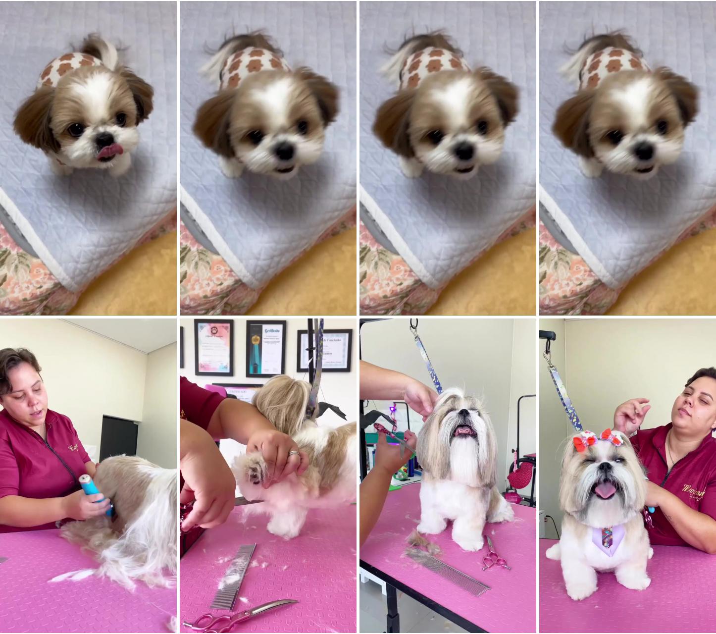 Shih tzu; shitzu baby grooming