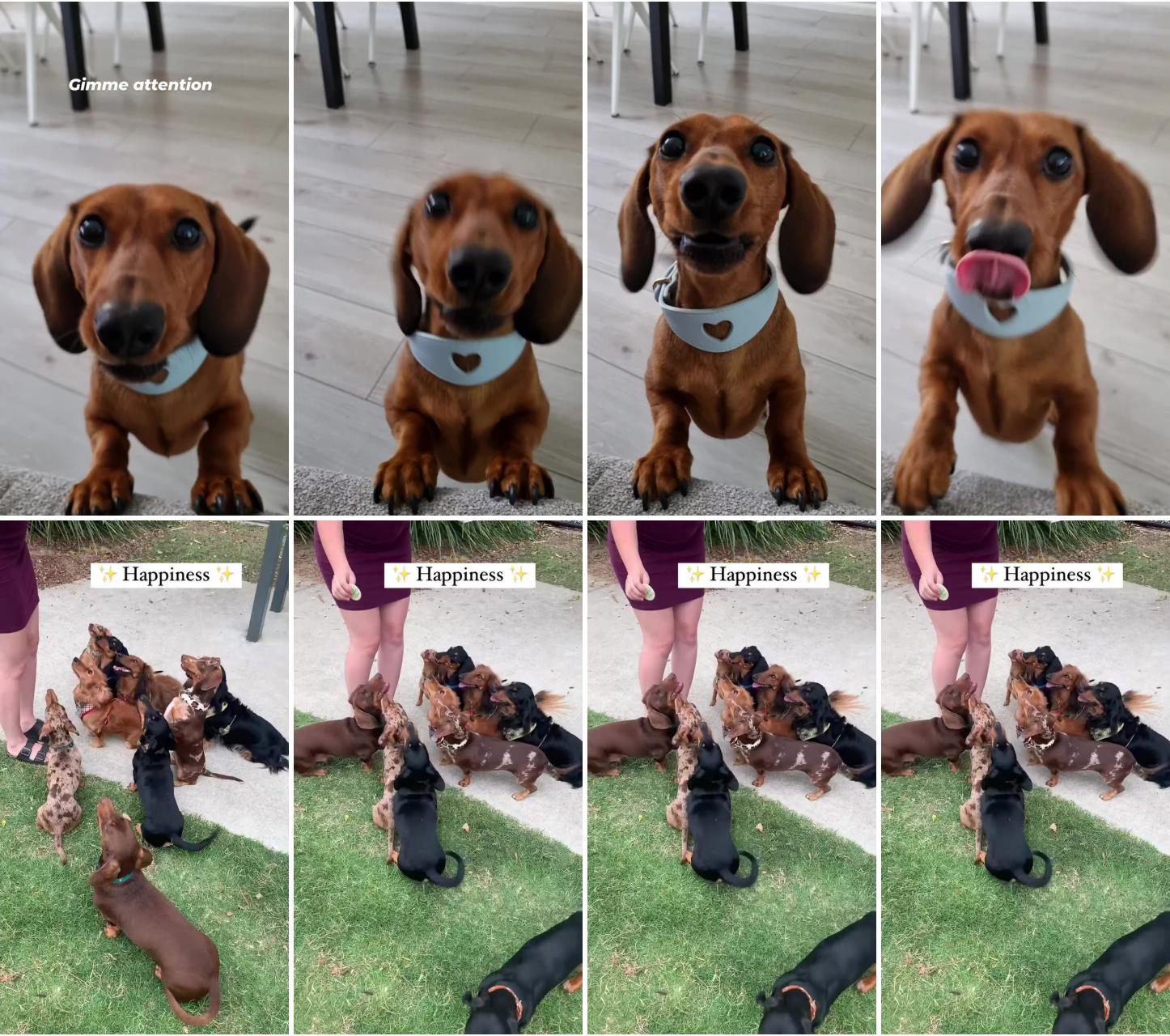 Since you asked so politely ; how mum feels every time she goes to a dachshund meet up 