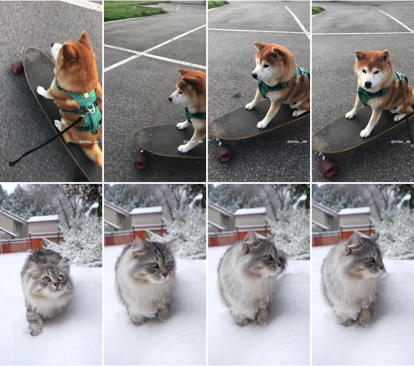 Skateboarding dog; cute puppies