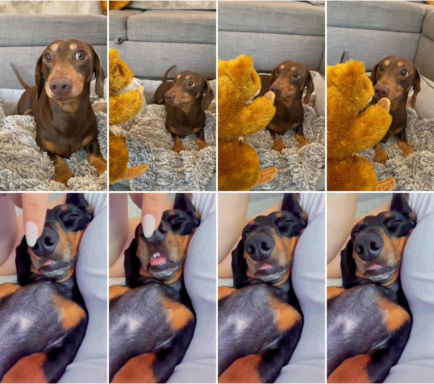 So funny and cute doxie ; daschund puppies