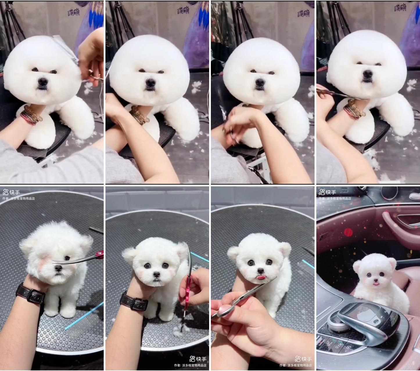 So sweet ; cute puppy haircut 