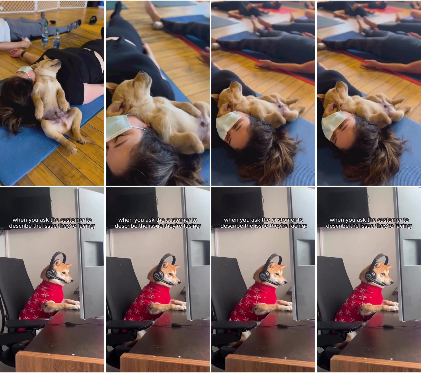 Straight chillin at puppyyoga; funny videos hilarious laughing so hard awkward moments humor