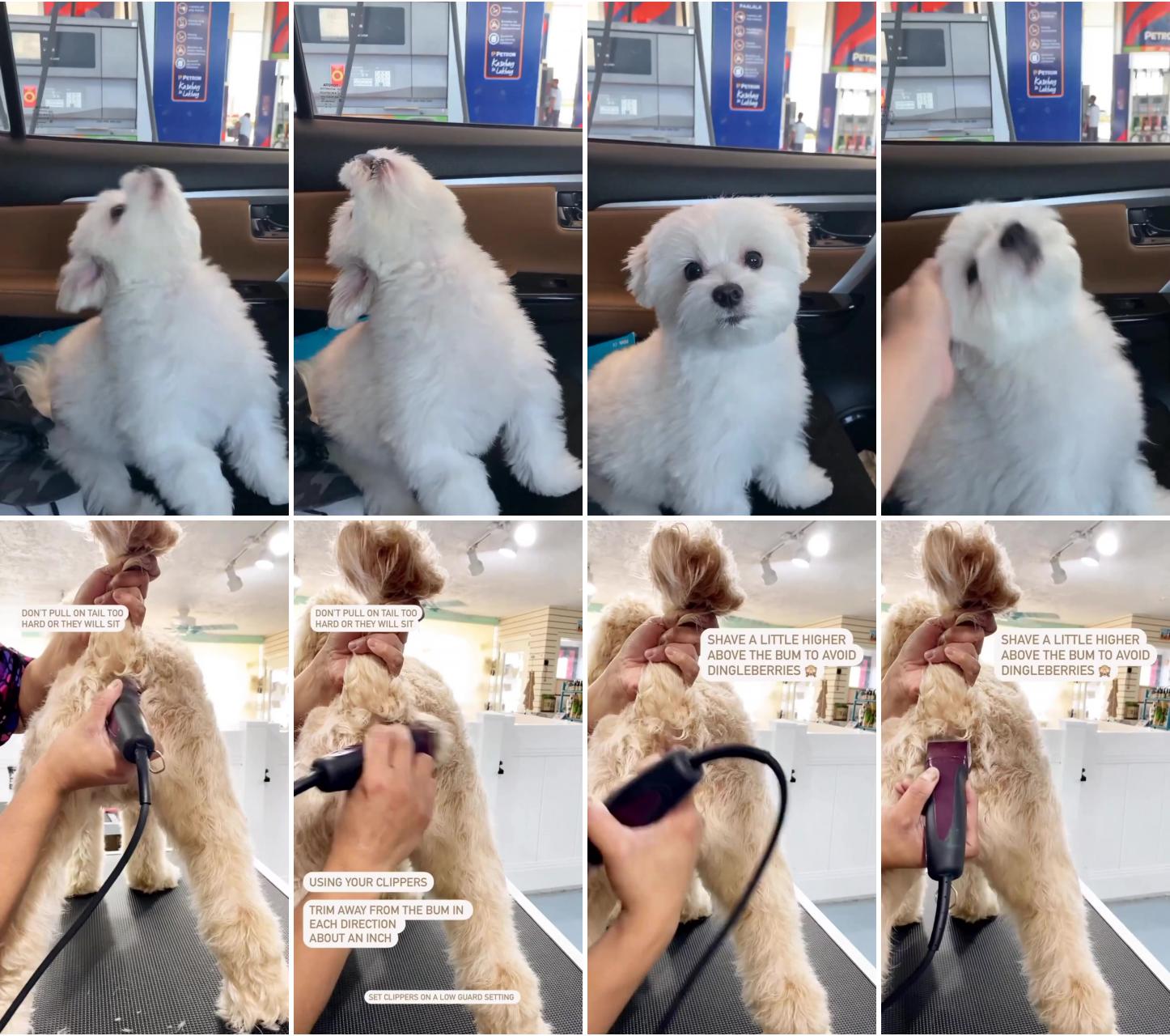 Tag your friends who loves maltese; how to trim your dog's bum