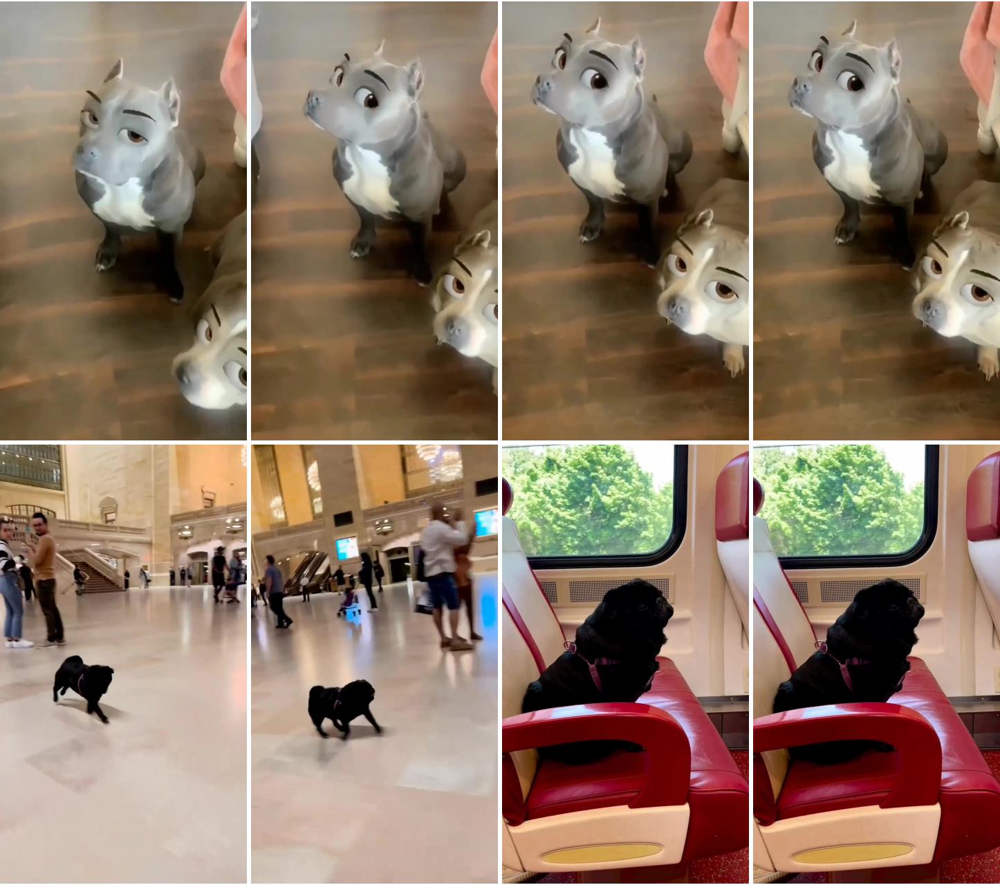 The black pug is going to visit by taking train family for memorial day  pug lover; funny animal photos