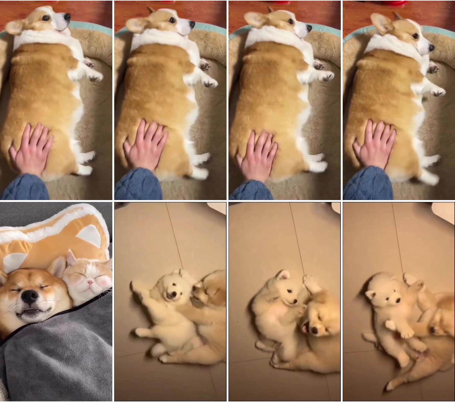 The cutest loaf of bread; cute puppy and cat relaxing