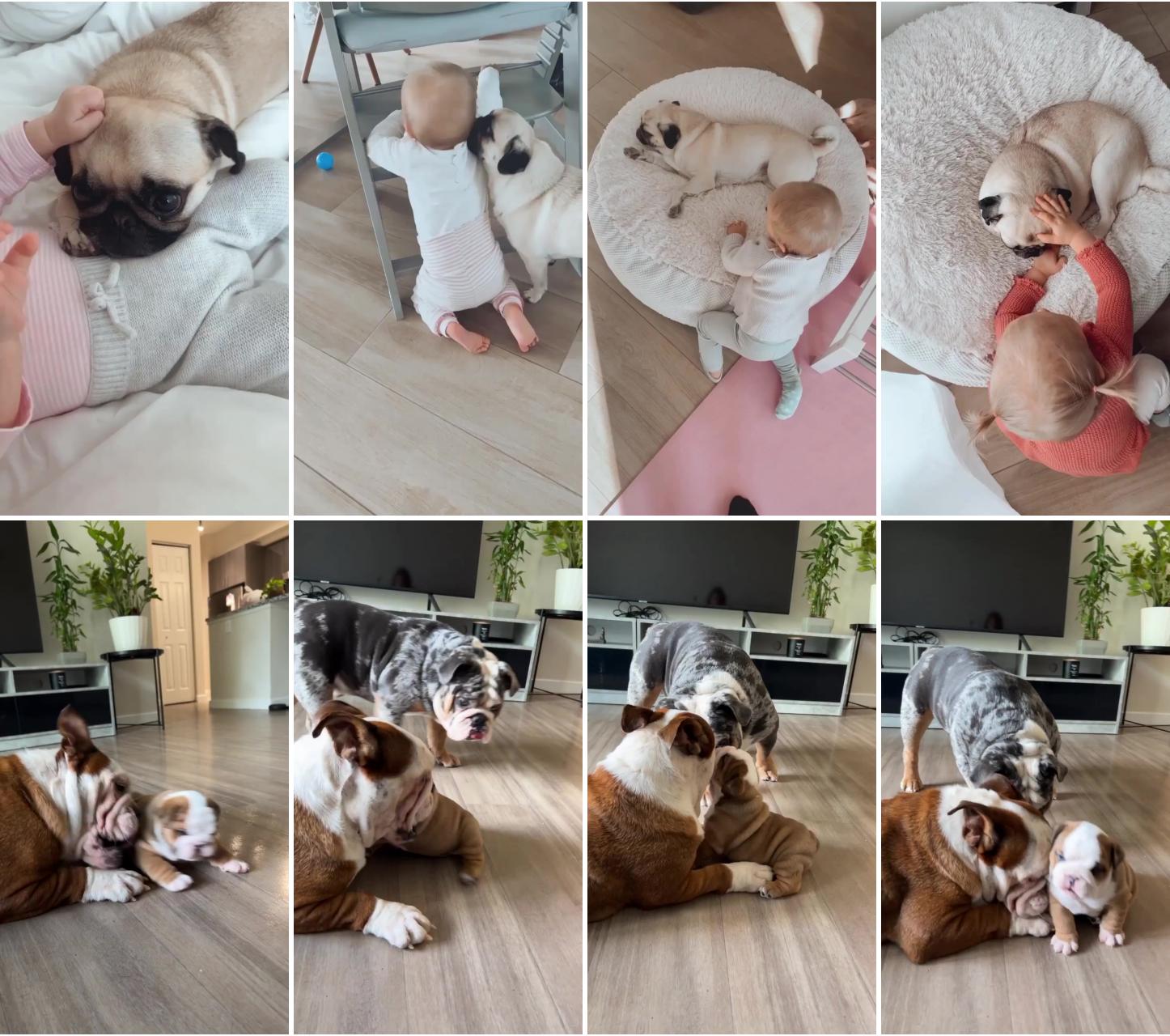 The dog has been with her since she was born ; baby pugs