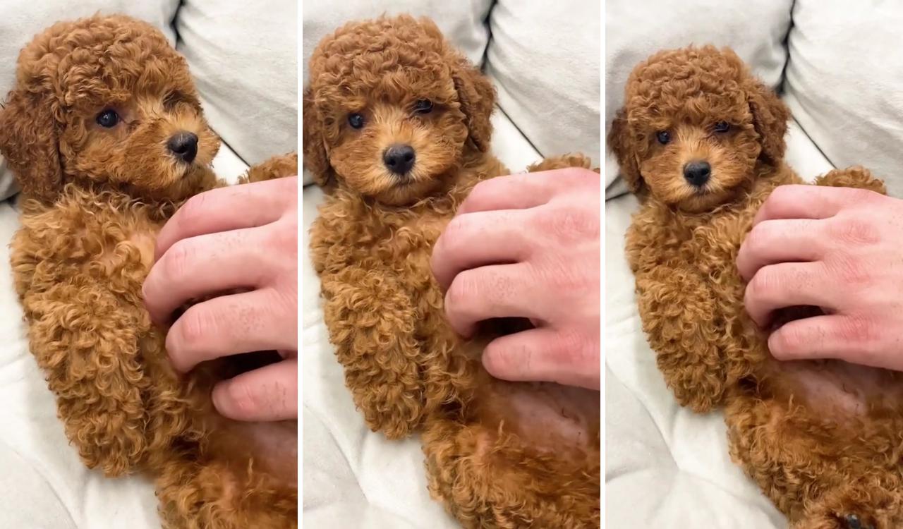 There's literally nothing more beautiful ; cute fluffy puppies