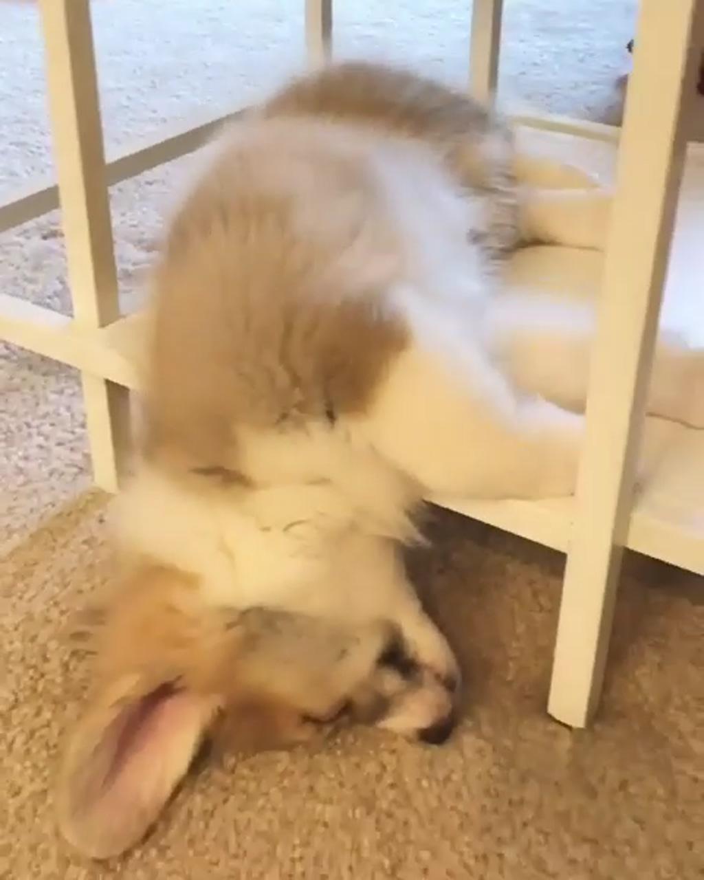 This is why we say "fall asleep"; corgi dogs happy