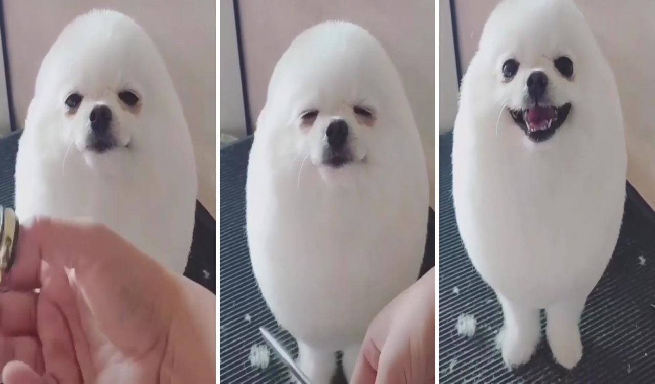 This little egg looking pup is too cute ; eggs