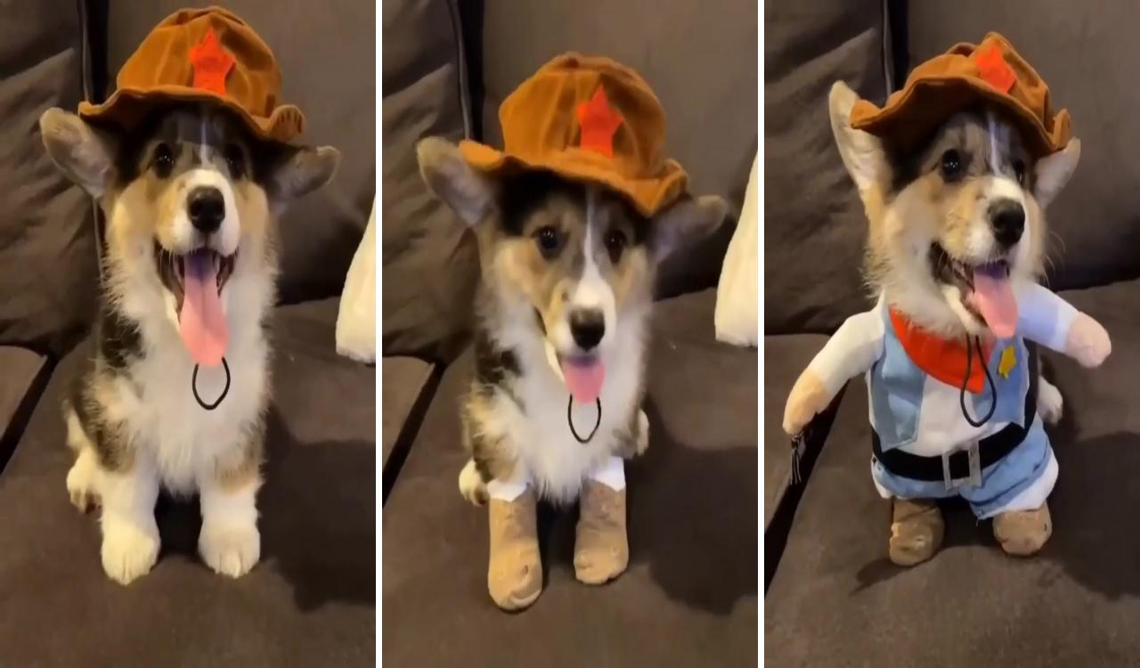 Those corgi videos will make your day graffiti the corgi wants to play fetch #corgilife #corgil; corgi gif