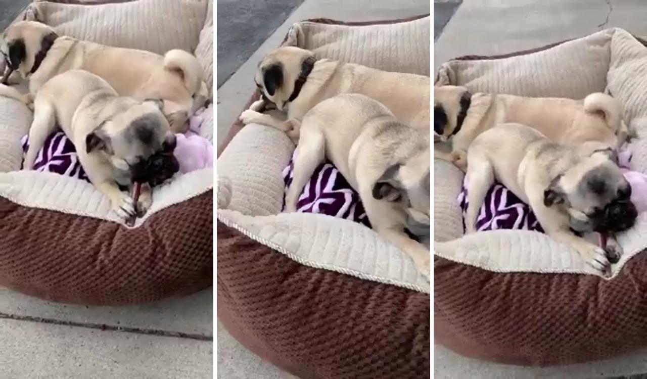 Treating time for puggy; cute pug puppies