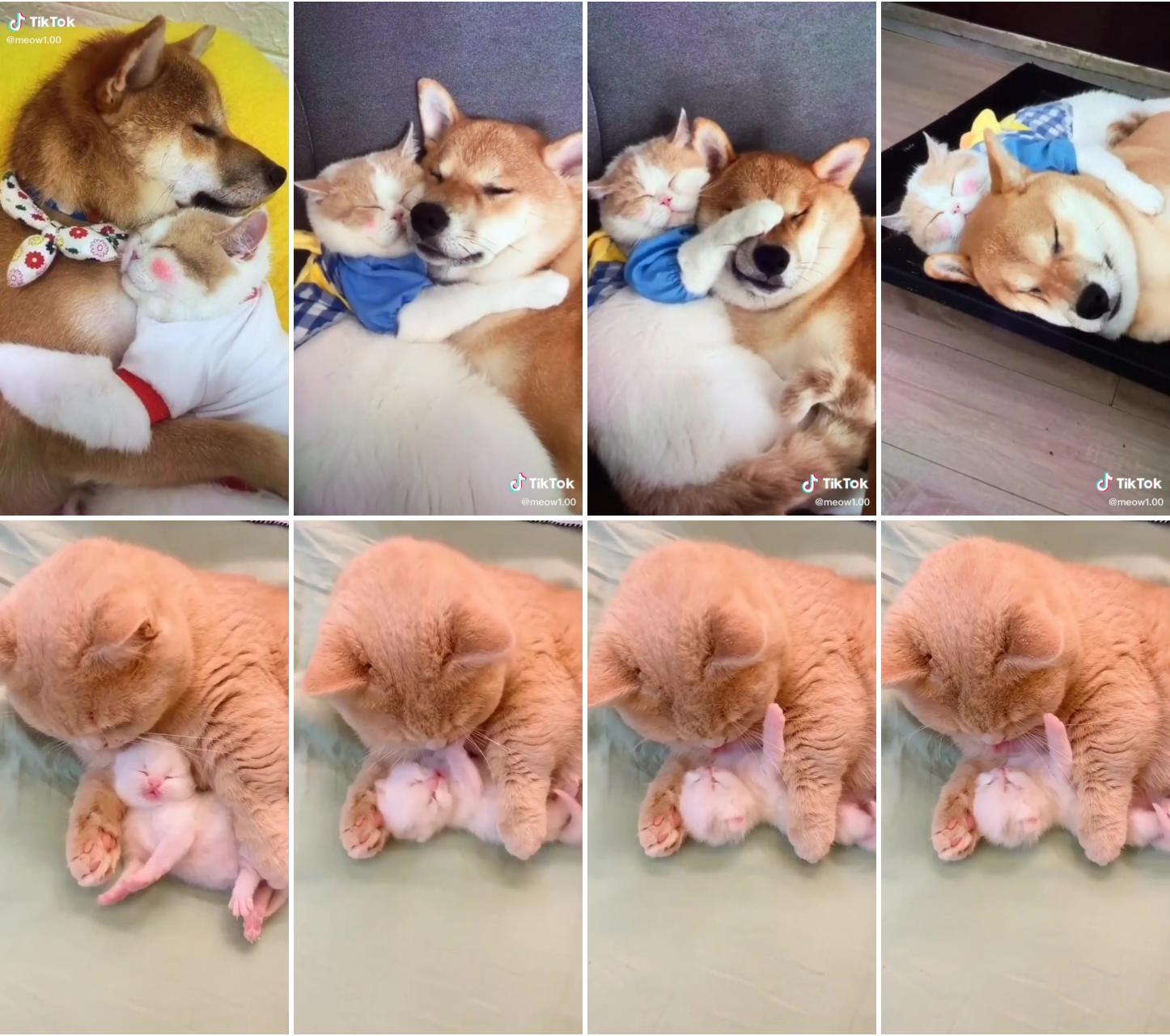 True love between dog and cat; i love you baby 