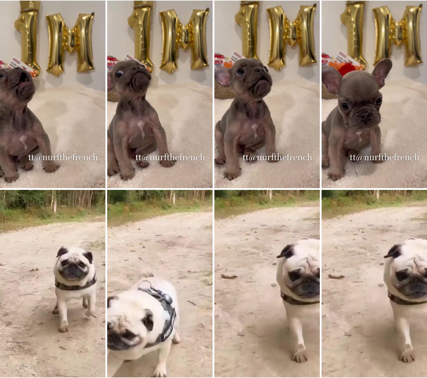 Tt nurfthefrench nurf the french bulldog thanking his audience for a million followers; world famous dancing pug, pug world, pug video