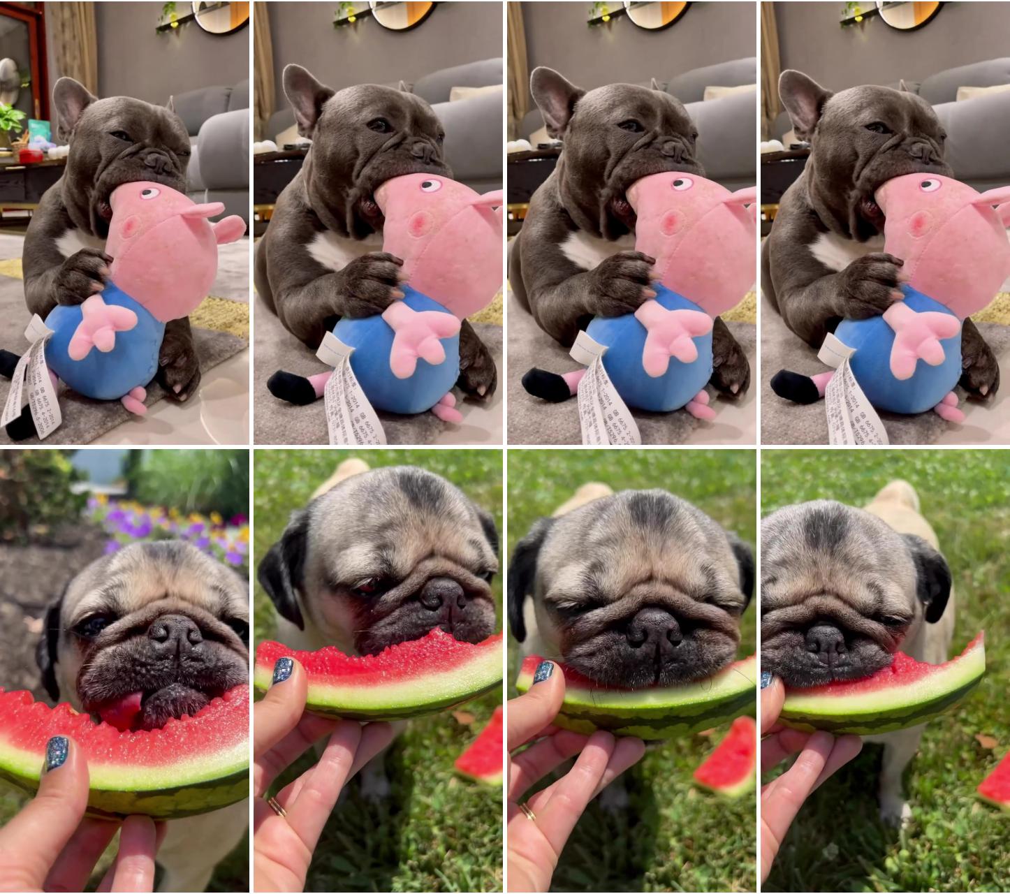 Watermelon sugar; cute bulldog puppies