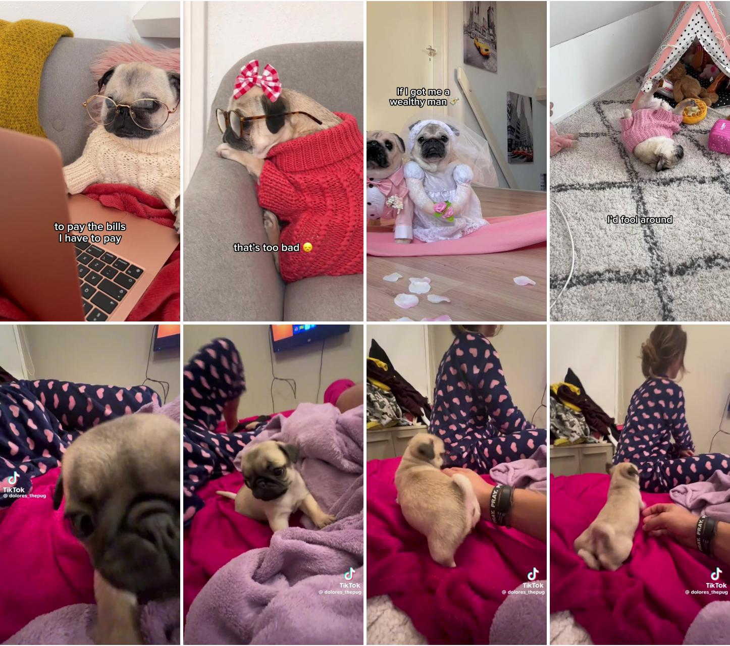 Who's gonna get loulou a wealthy man , pug world; very cute dogs