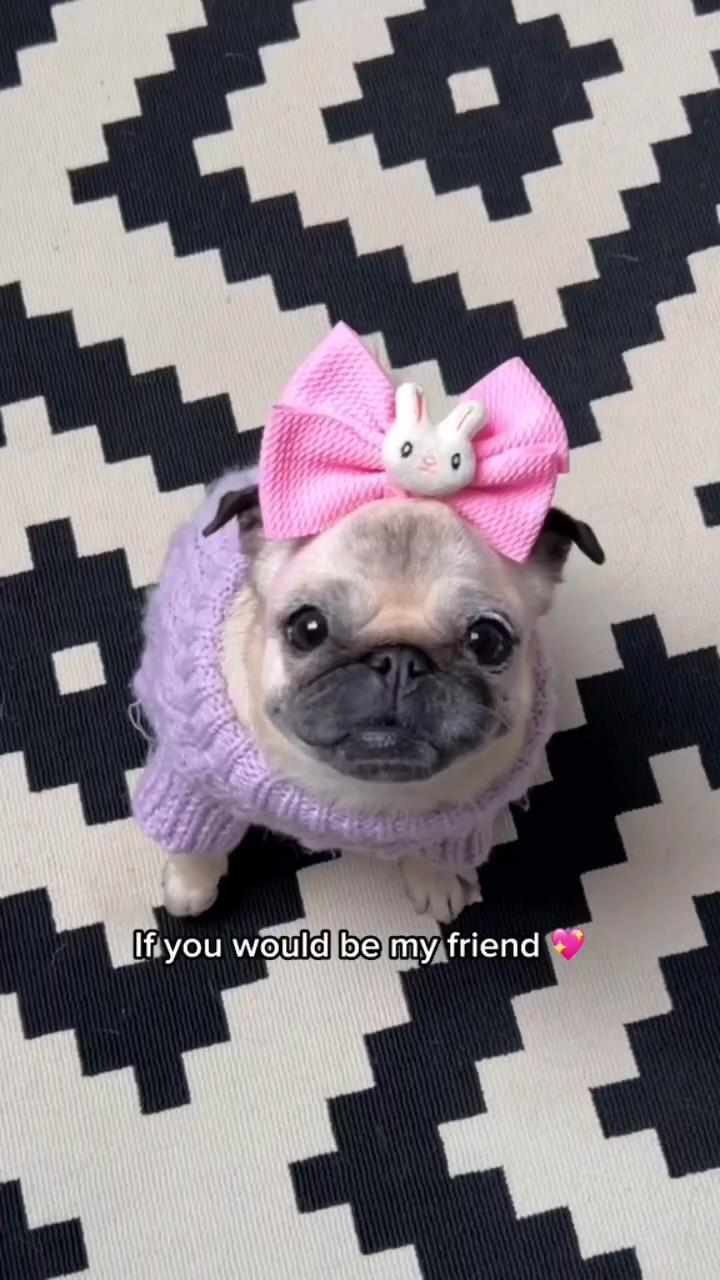 Would be my friend. so cute     if you enjoyed this video like and share ; just do it don't stop i need more scratch. you are a scratch master ,pug video