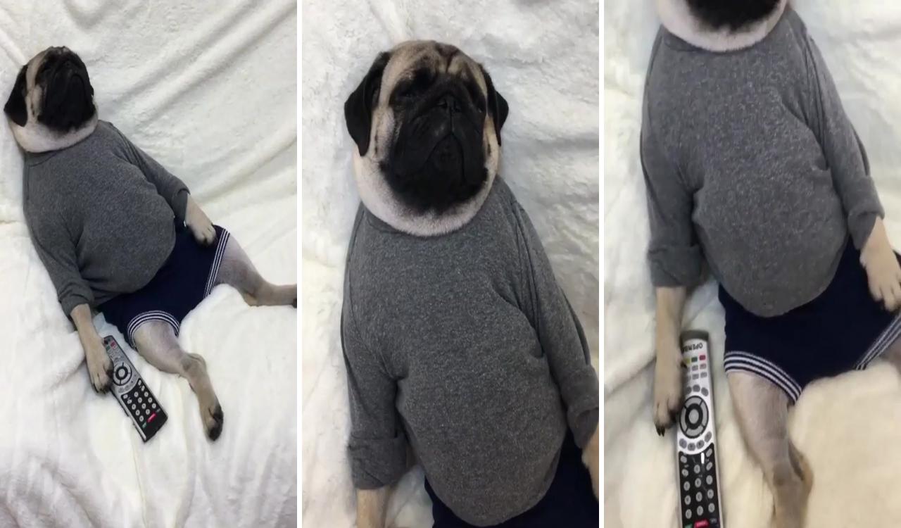 Wow great pose, he looking so sleepy, posy dogs; funny pug videos