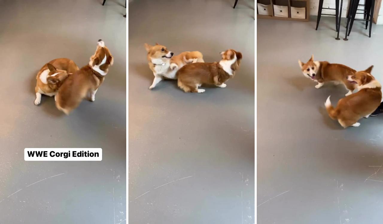 Wwe corgi edition ; corgi funny