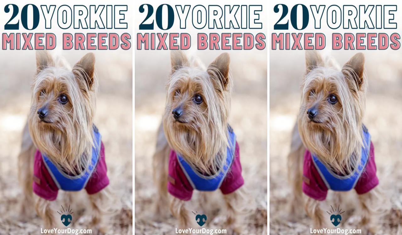 Yorkie mixes: 20 different yorkshire terrier crossbreeds; yorkie shih tzu mix