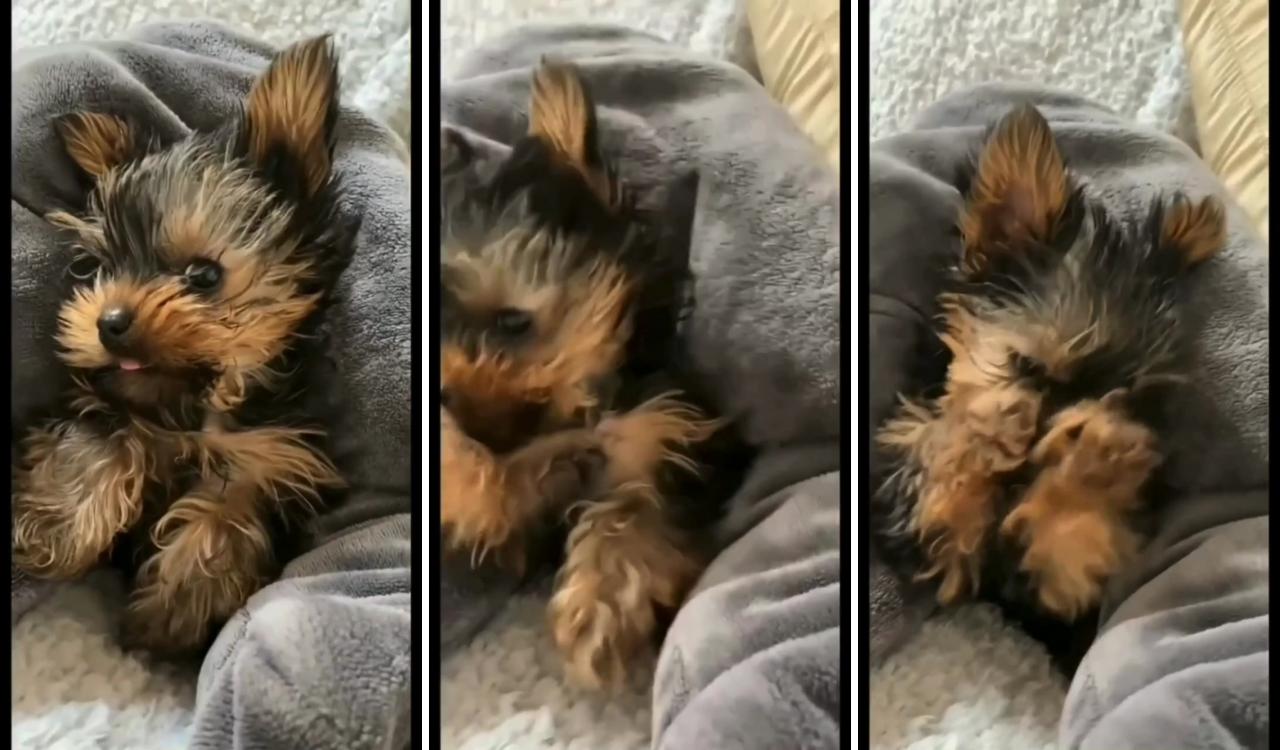 Yorkie puppies for sale; yorkie puppy care