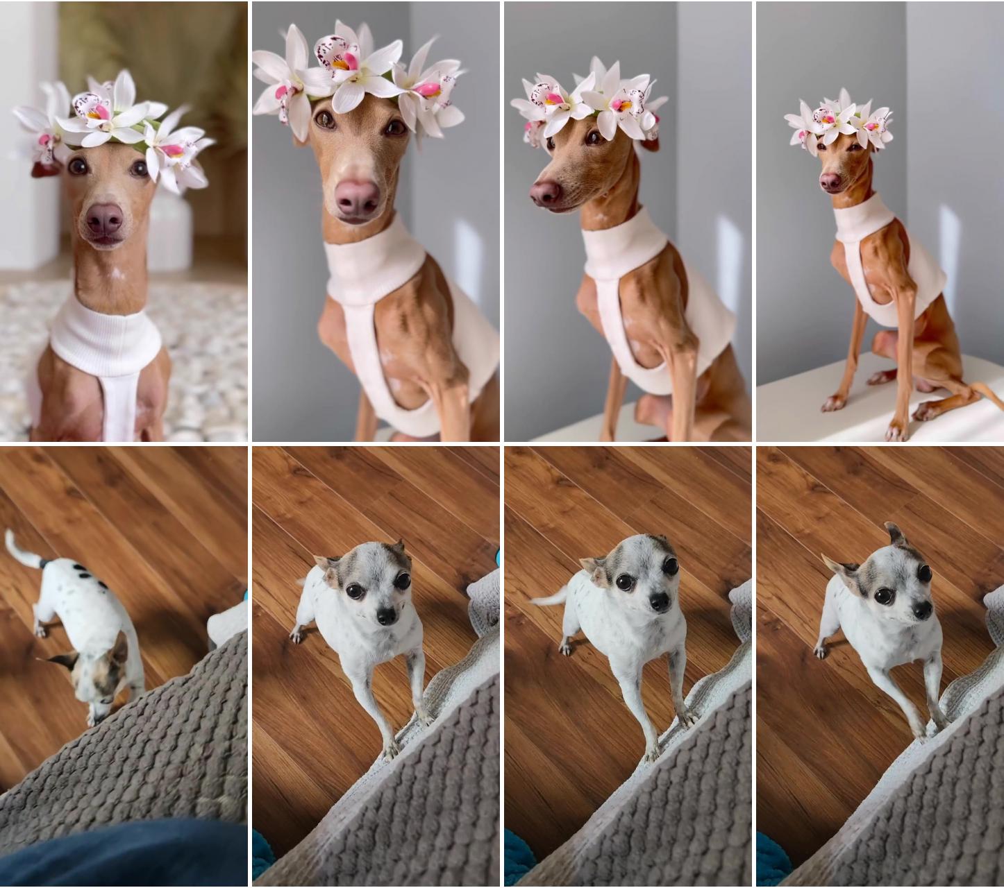 9 ways to tell if your chihuahua loves you; whippet