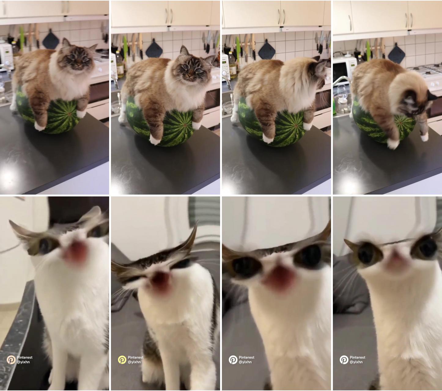 A catermelon; kitten gif