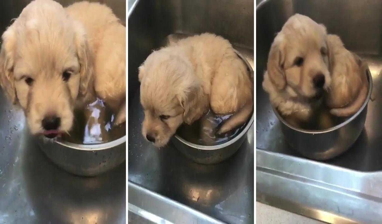 A quick wash  water break; cute baby dogs