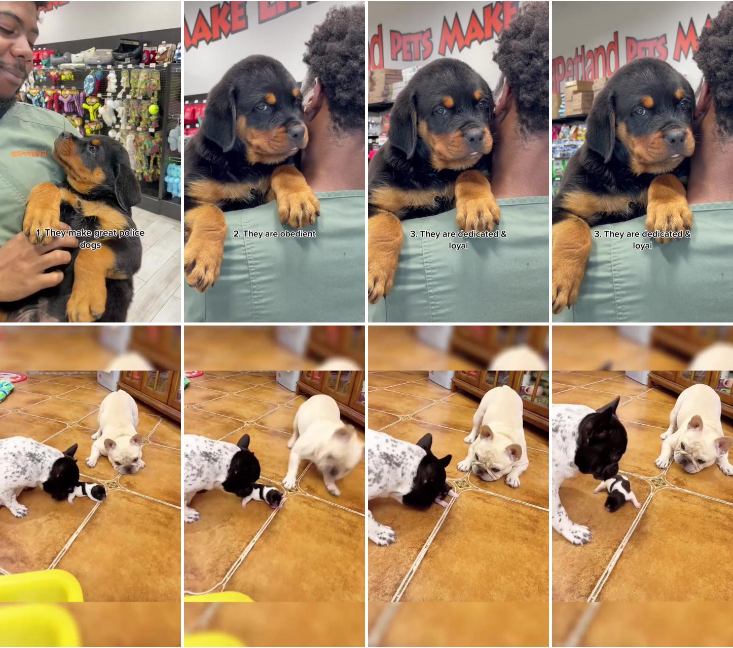 All about rottweilers ; mom and dad training, cute dogs, adorable dogs