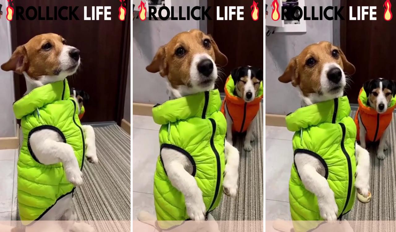 Amazing product for pet; dog vest