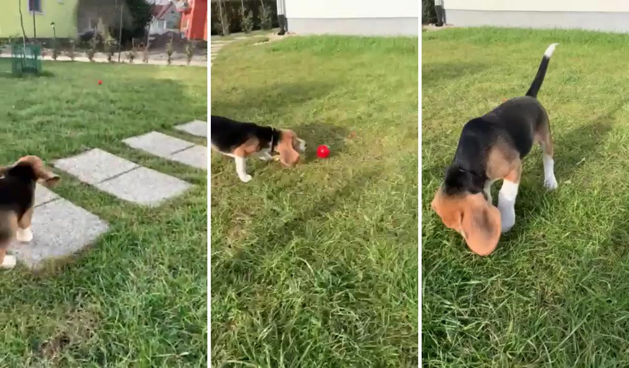 Baby beagle; beagle puppy