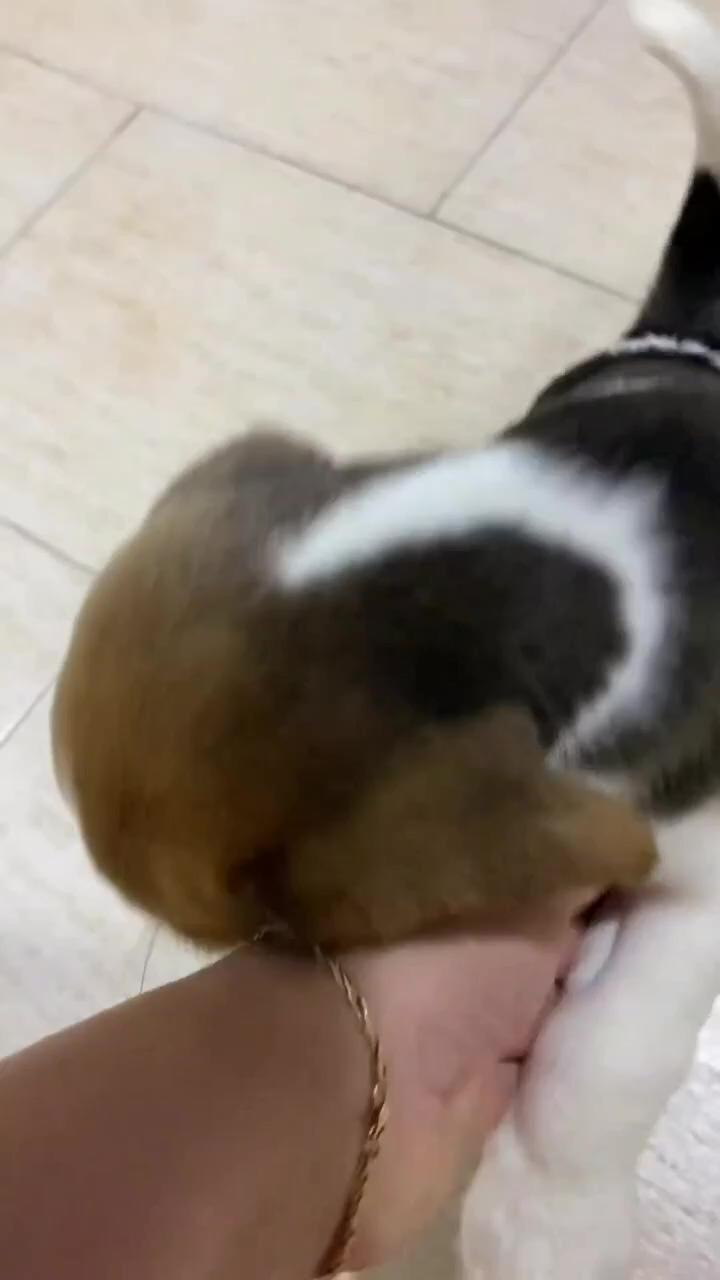 Baby dog want love; smol awoos 