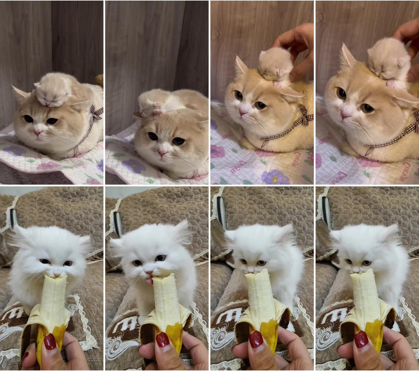 Banana cat he probably likes bananas since he eats so appetizingly; cute cat memes