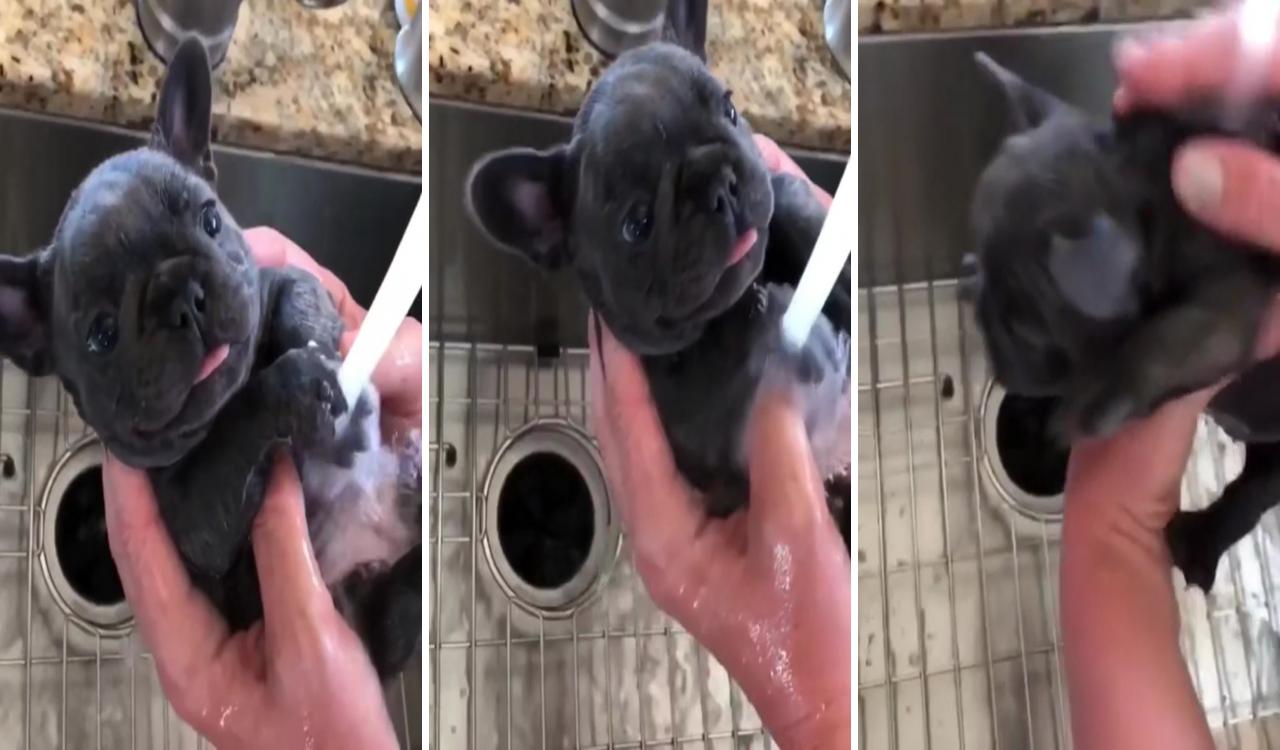 Bath and bliss works; cute baby dogs